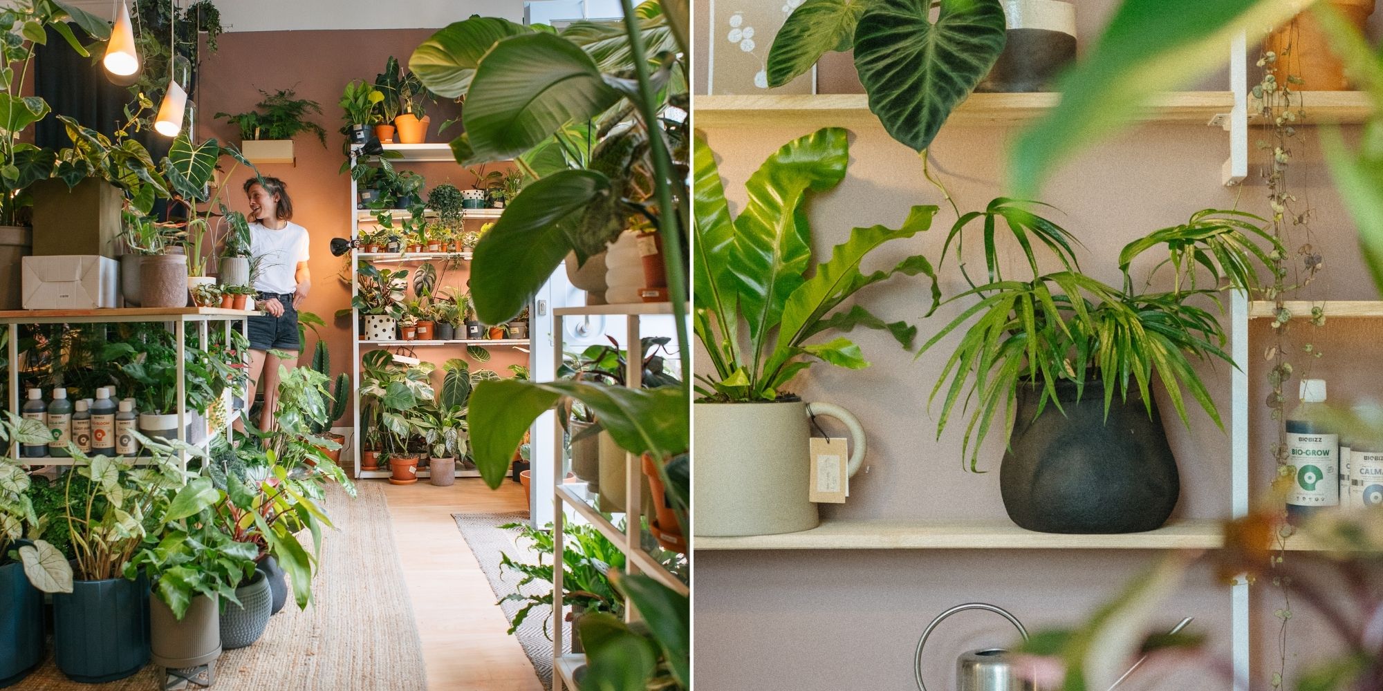 Zimmerpflanzen kaufen in München: Plantologie