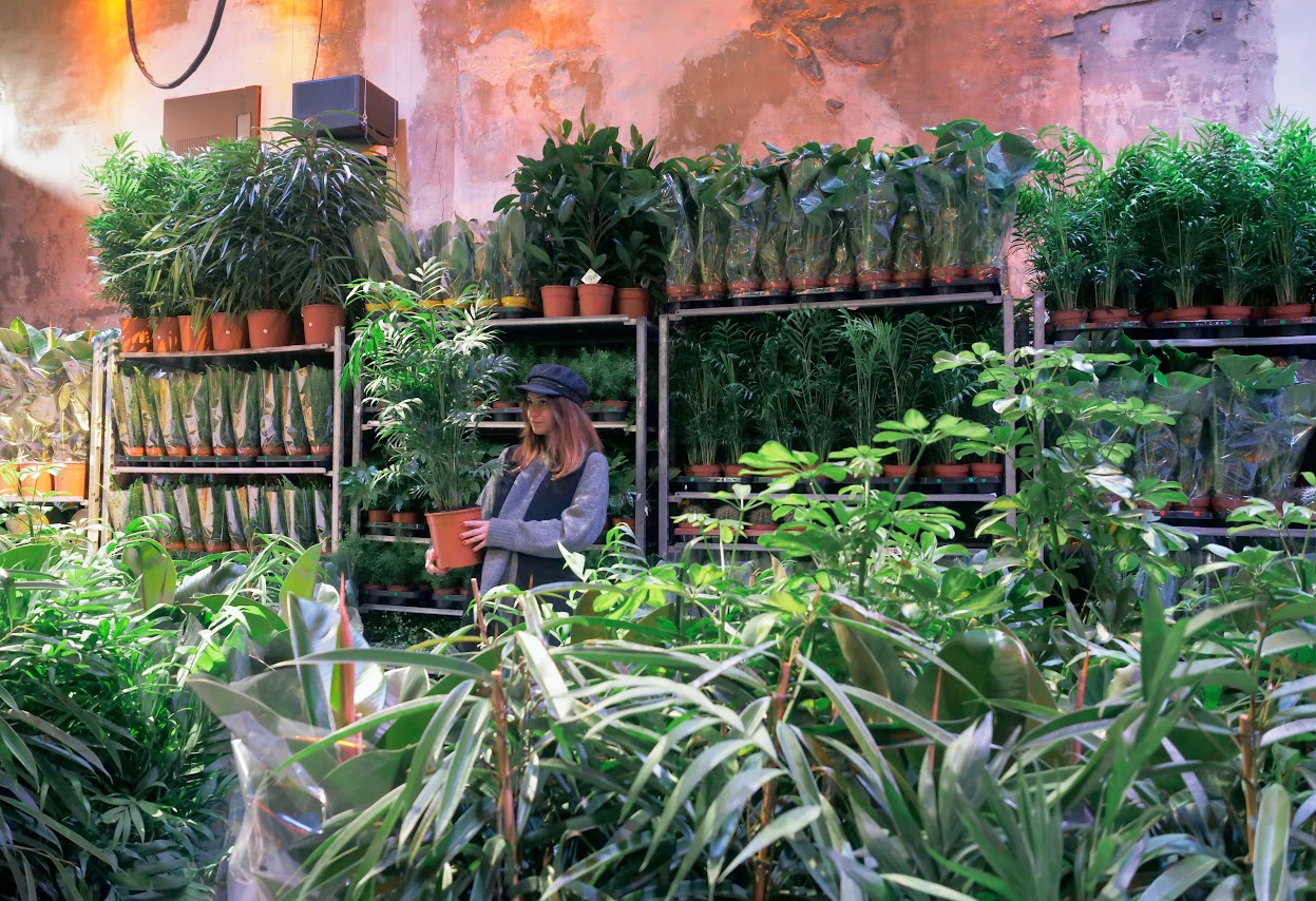 Zimmerpflanzen kaufen in München: Event Pflanzen für alle