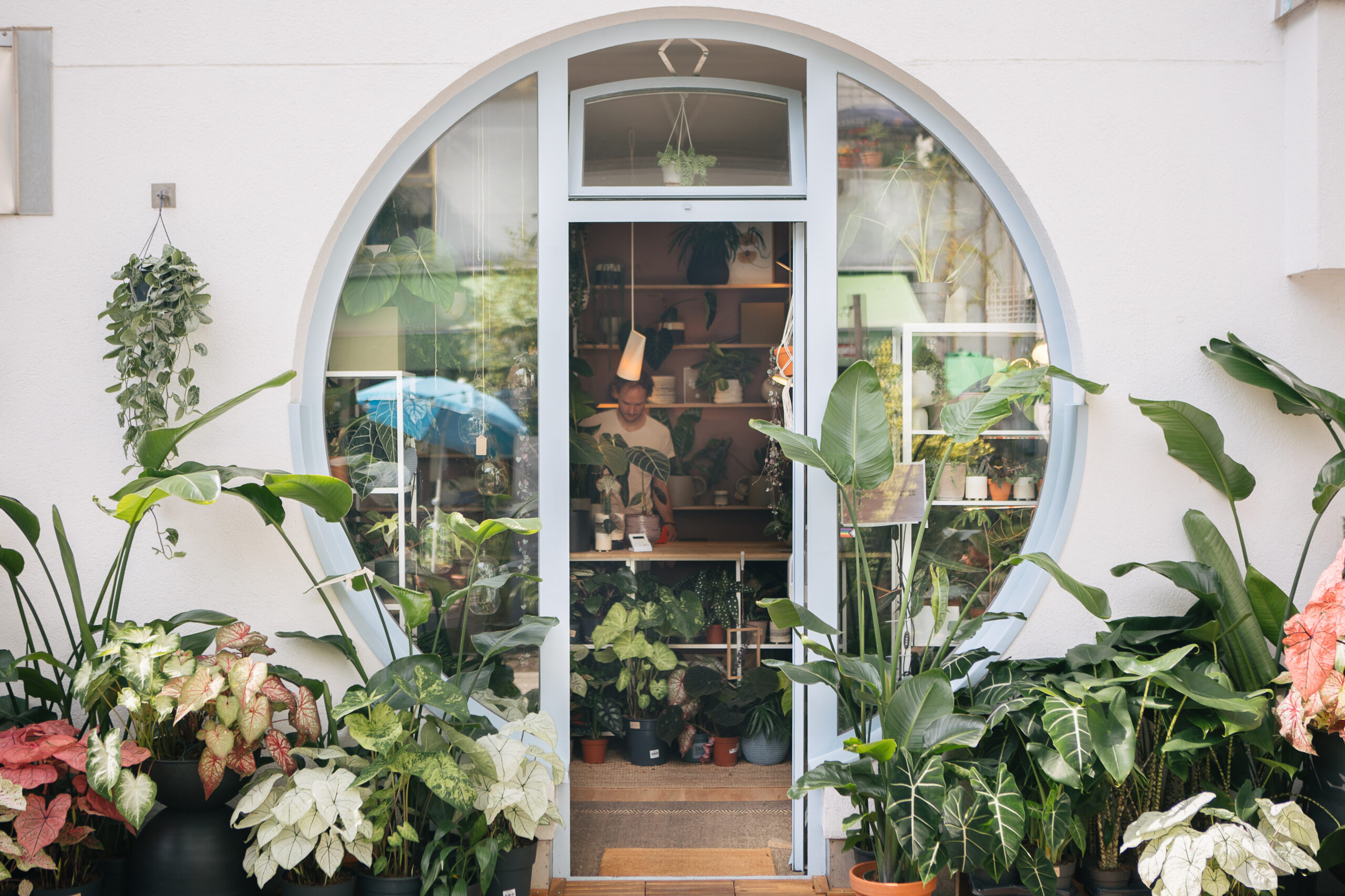 Zimmerpflanzen kaufen in München: Plantologie