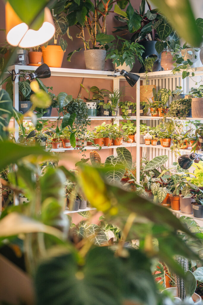 Zimmerpflanzen kaufen in München: Plantologie