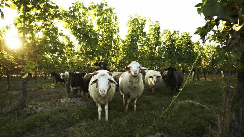 Schafe im Weingut - Weinläden in München